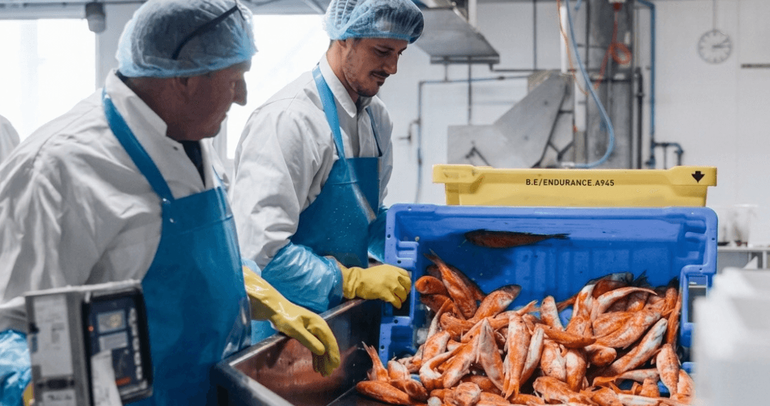 Productiemedewerker visverwerking regio IJmuiden